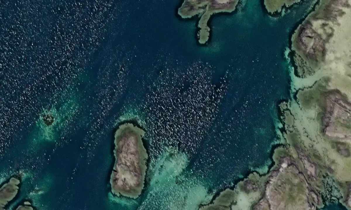 Satelite image of Eggløysa - Utenfor Vega Havhotell