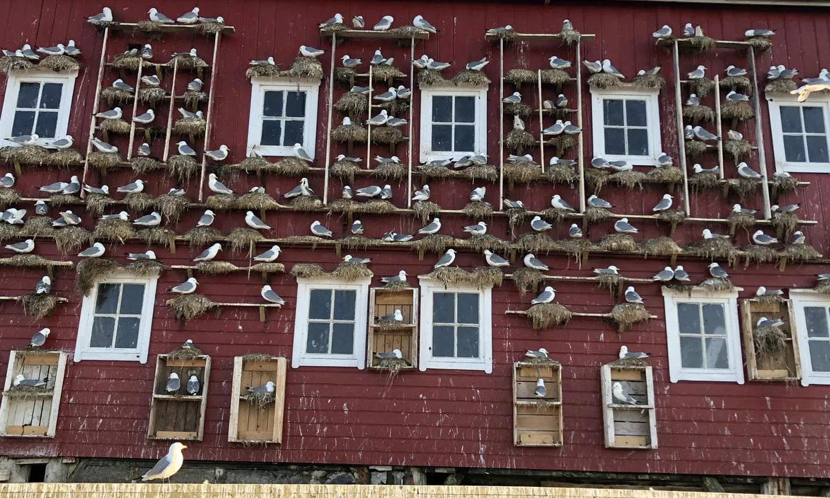 Krykkja er en liten måkefugl, og utbredelsen dens er sterkt nedadgående. Den liker seg nært bebygd strøk, og på Halten er det etablert en koloni på nordsiden av det røde bryggeanlegget.