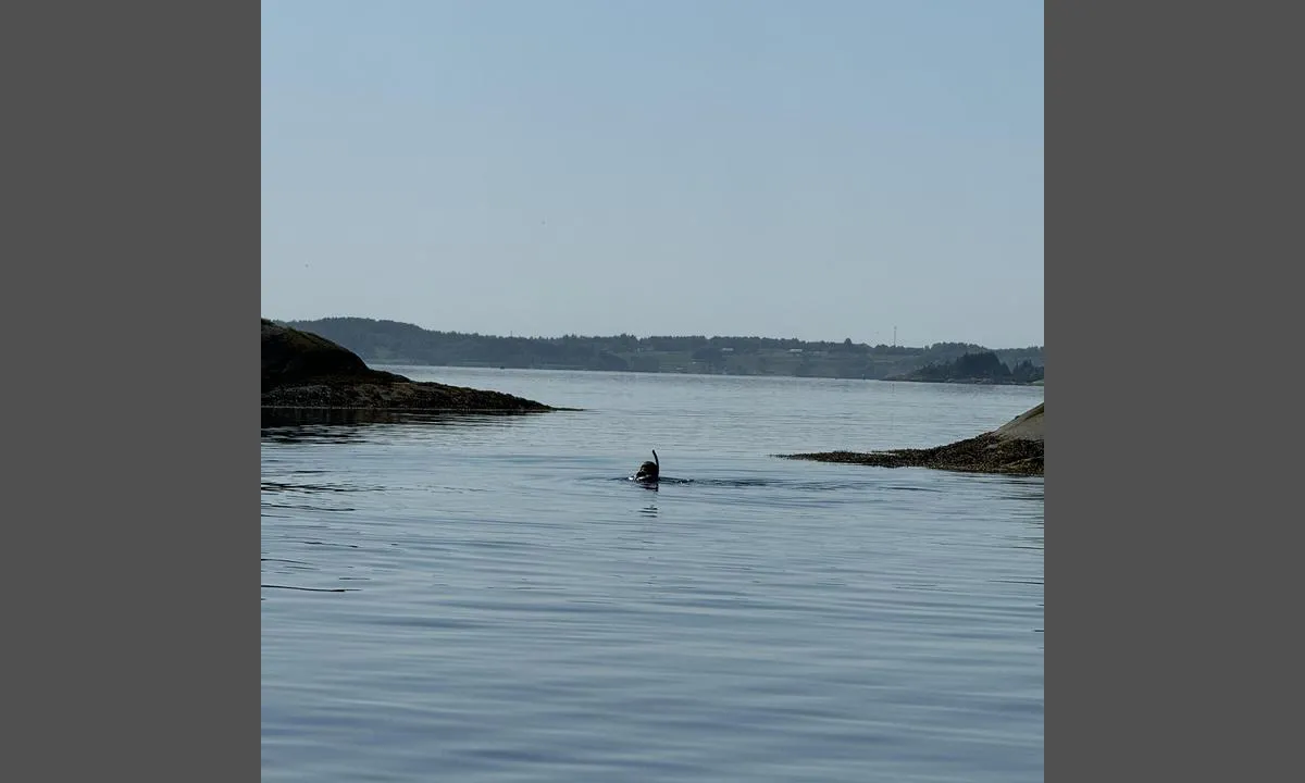 Hestholmen: {"base": "no", "no": "Fant Kamskjell i omr\u00e5det", "se": "Fann kammusslor i omr\u00e5det", "en": "Found scallops in the area", "da": "Fandt Kammuslinger i omr\u00e5det"}