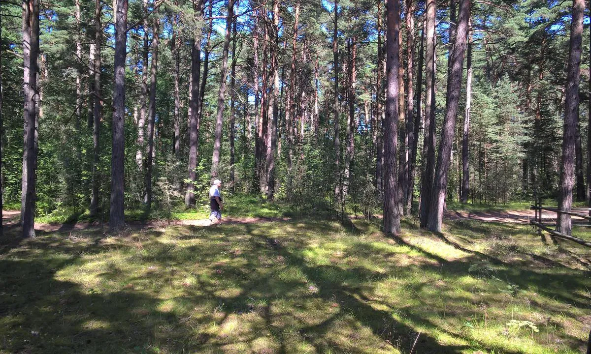 Kelnase Marina: {"base": "en", "no": "Furuskog", "se": "Tallskog", "en": "Pine forest", "da": "Pinjeskov"}