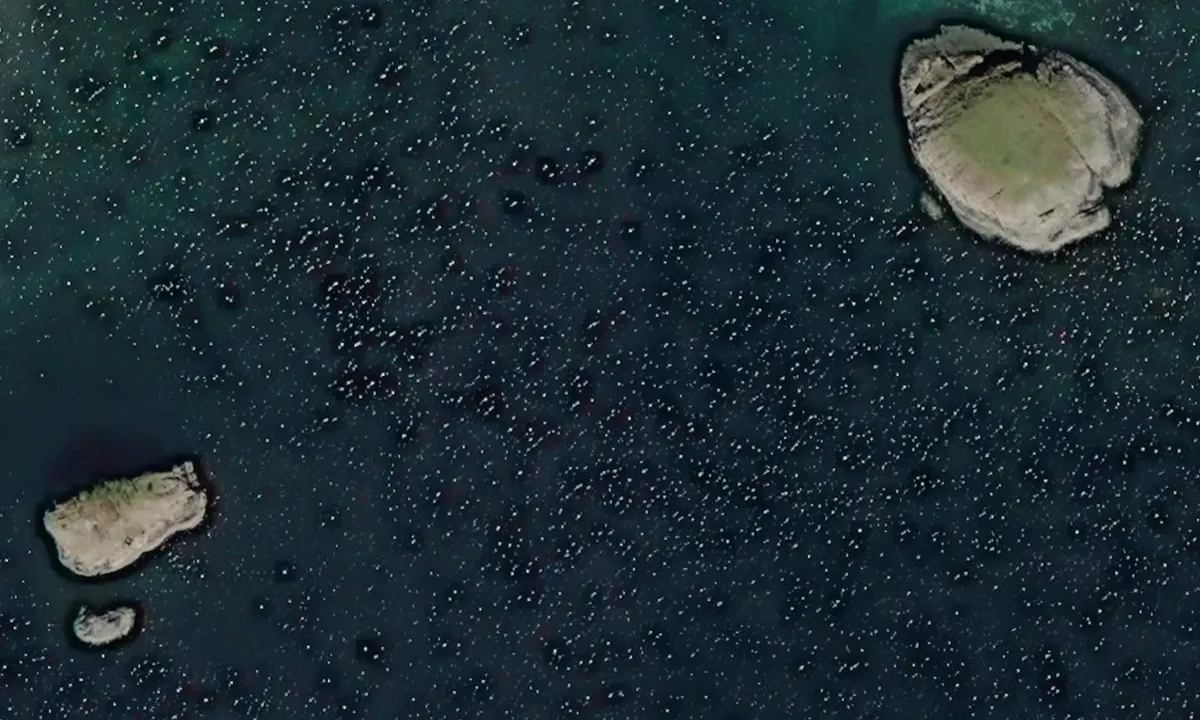 Satelite image of Litlholmen