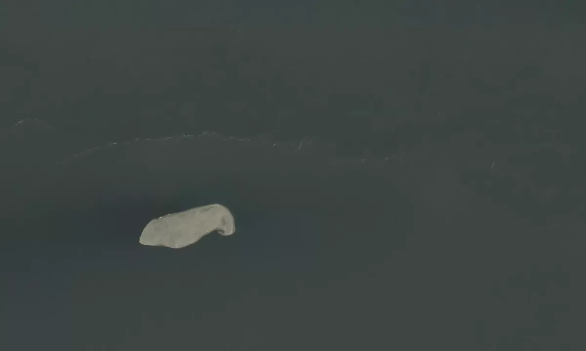 Satelite image of Mouth of the Illinois River