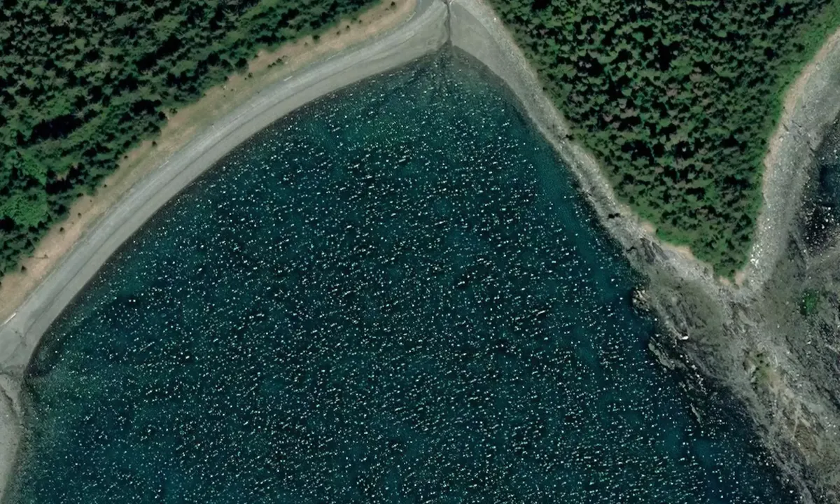 Satelite image of Rescue Harbor