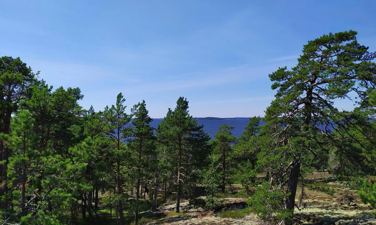 Suuri-pisi: {"base": "en", "no": "Slagne furutr\u00e6r", "se": "Slagna tallar", "en": "Beaten pine trees", "da": "Sv\u00e6kkede pinjetr\u00e6er"}