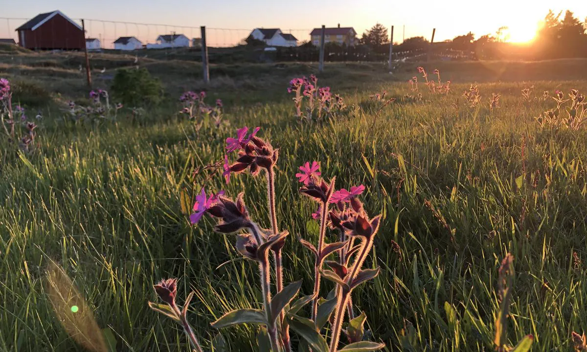 Det er typisk kystflora på Titran.