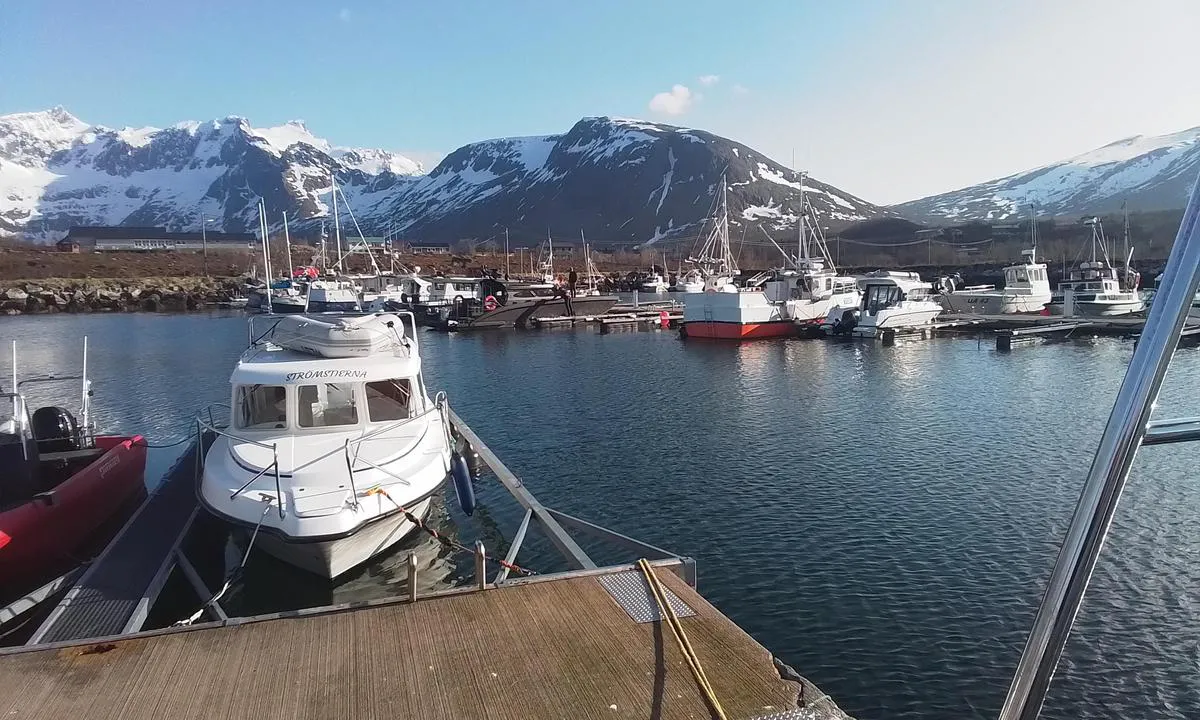 Tromvika